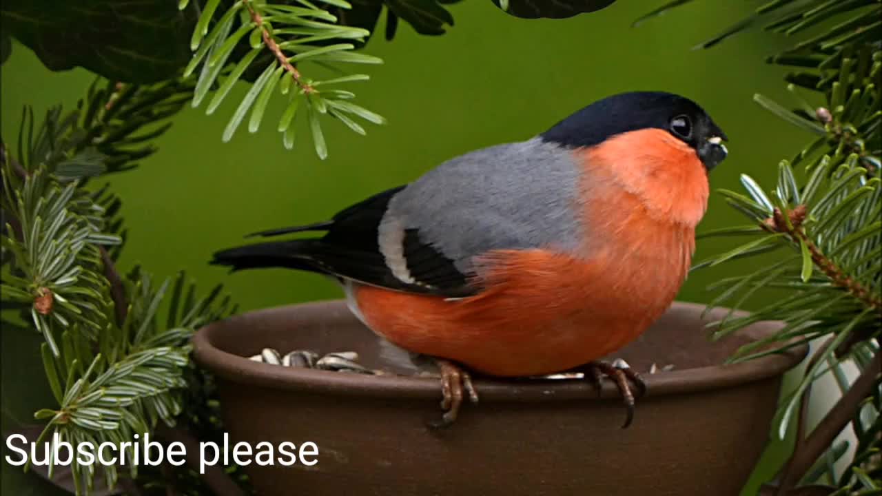 Beautiful bullfinch