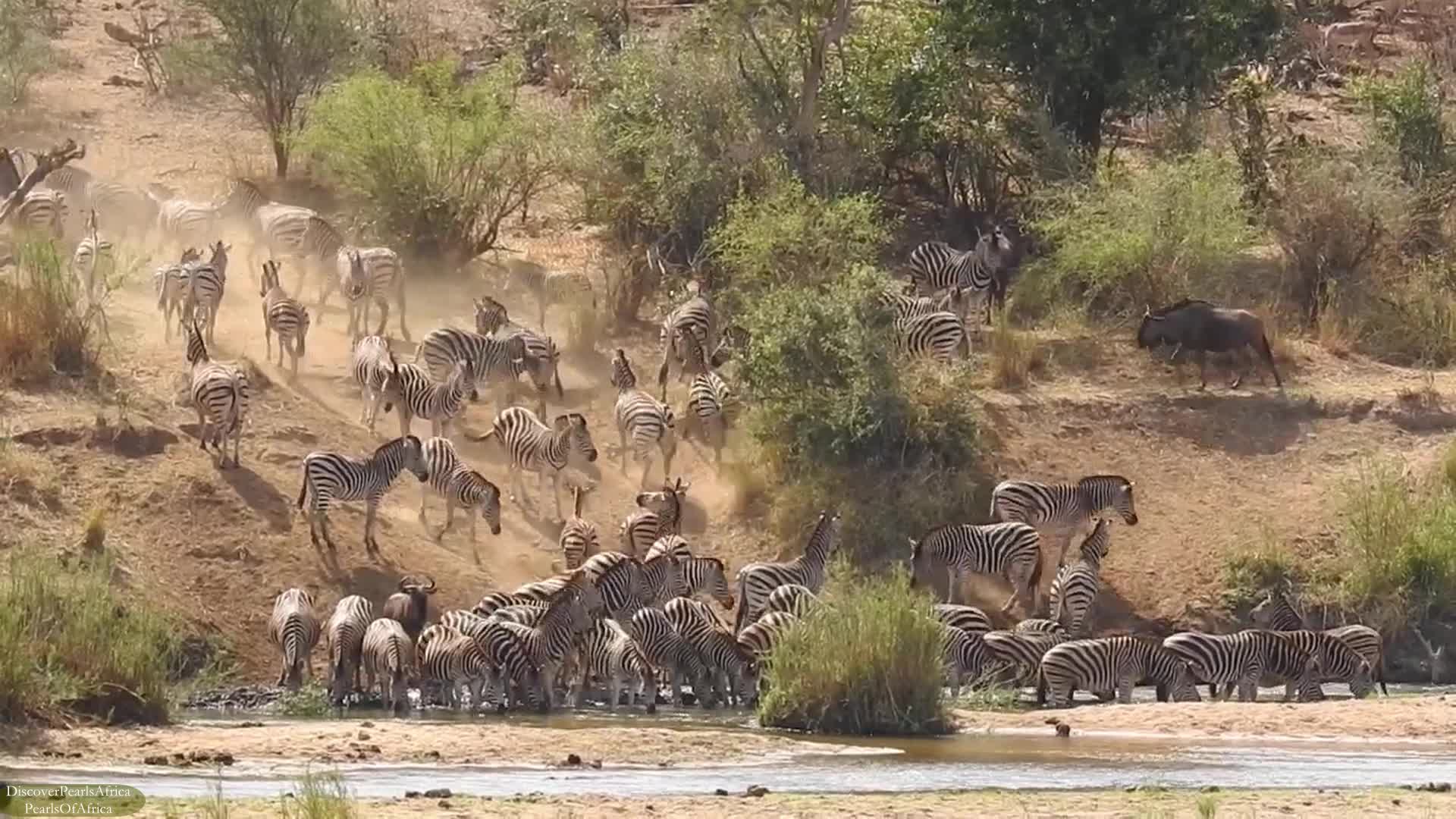 ZEBRAS Furiously running to quench their thirst by the riverside.