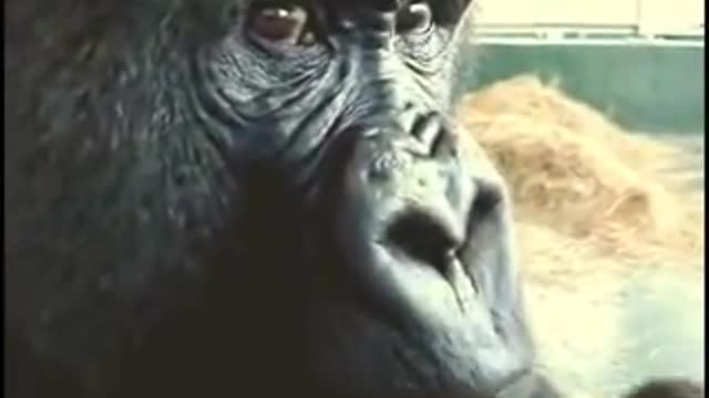 Gorilla eats an apple