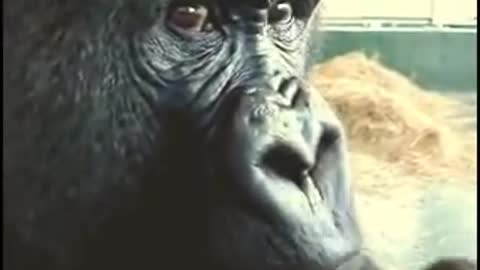Gorilla eats an apple