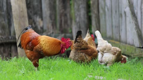 Chickens Looking For Food in garden