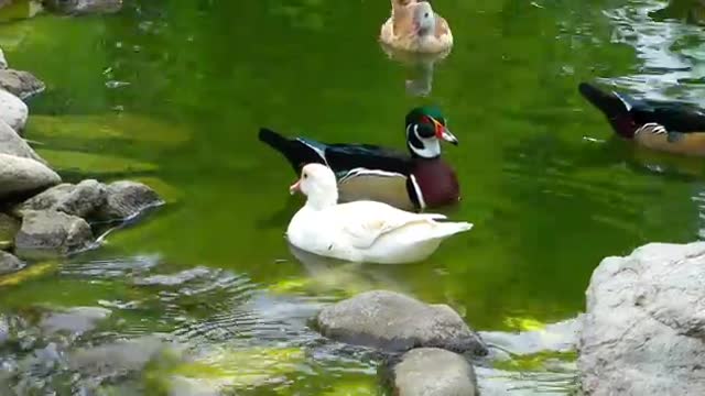 Different Ducks In A Green Lake In Nature