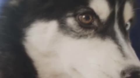 Imagine a life with a Husky