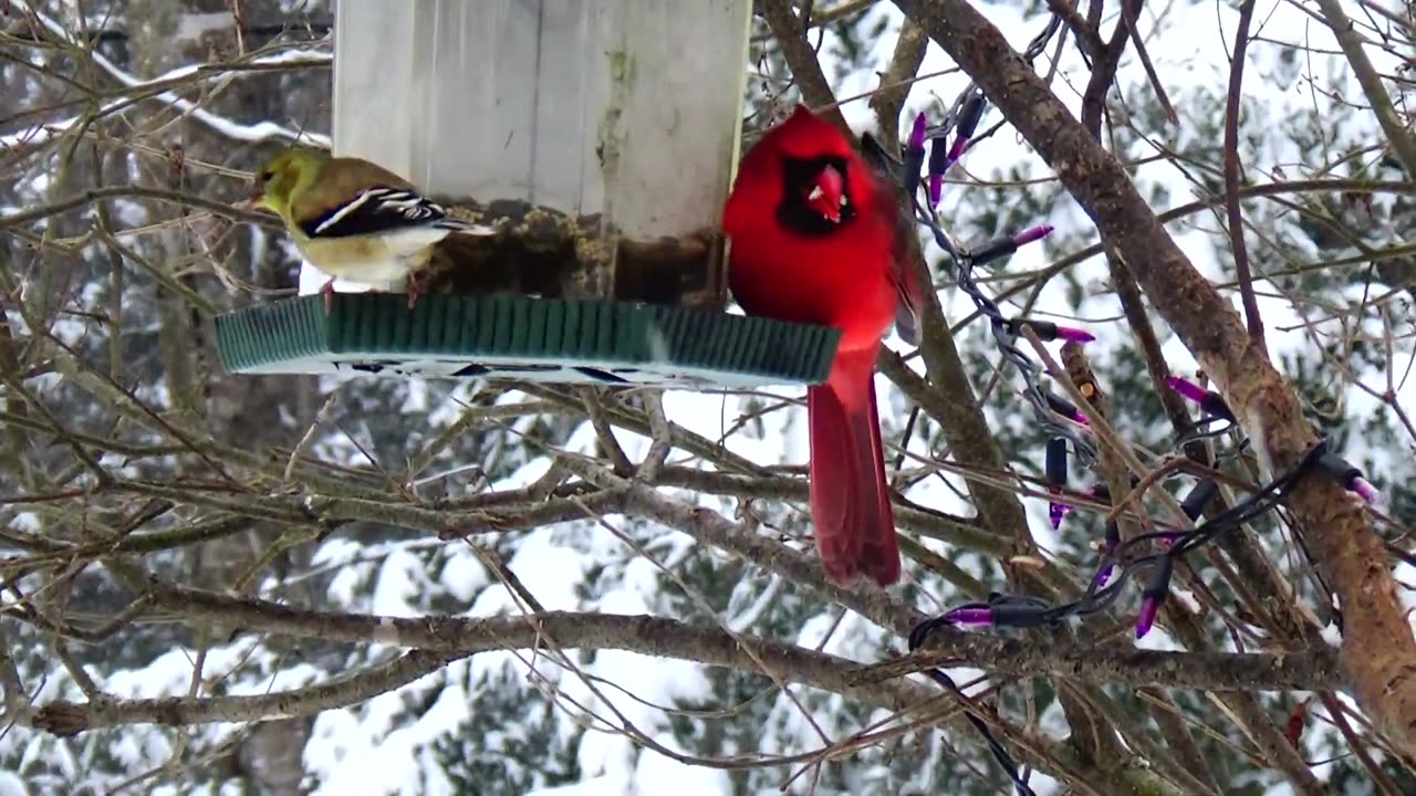 Finch and Cardinal