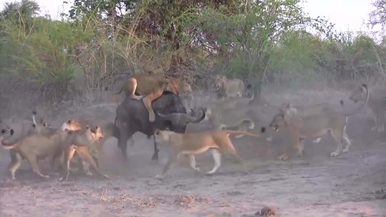 Amazing Wild Animals Attacks - how African killed a lion