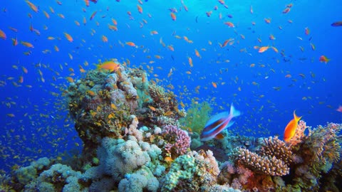 Underwater Tropical Colorful Fish