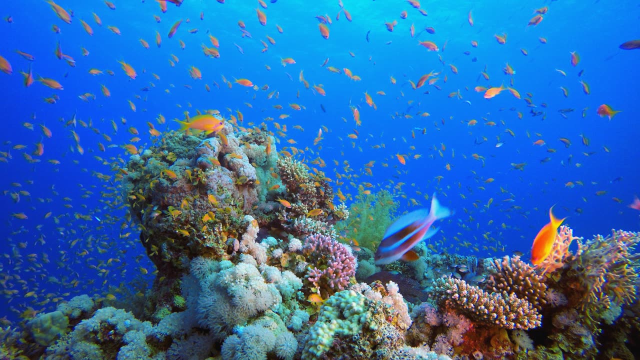 Underwater Tropical Colorful Fish