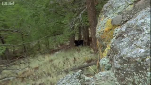 Why Do Bears Hibernate? | Big Sky Bears | BBC Earth