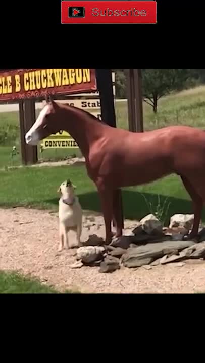 Best Funny Video Clips #shorts (75