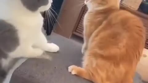 WWE betweenTwo Cat's