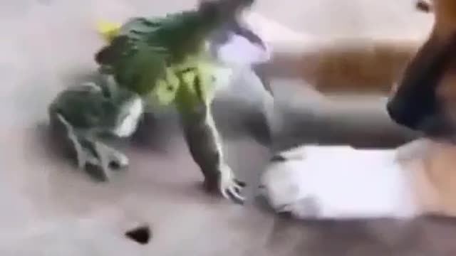 A frog bites a dog