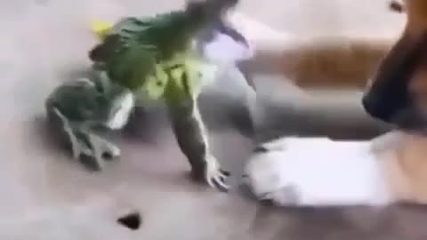 A frog bites a dog