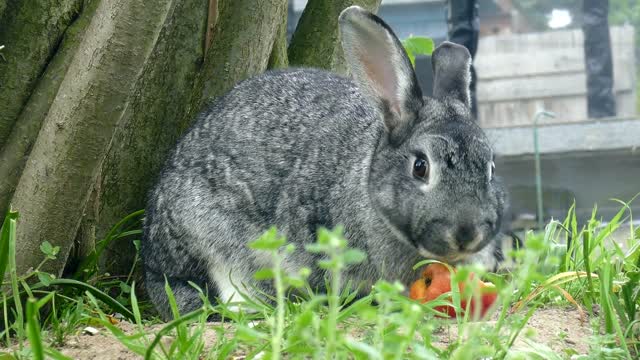 Cute rabbit eating a lot