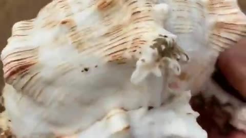 Top Seafood viral fish fishing Amazing fish video.