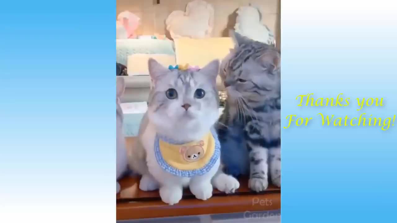 Cute Cats And Funny Dogs Videos 6#@