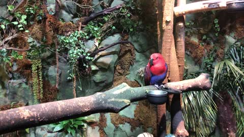 A parrot standing still like a picture