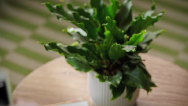 Stop killing your plants, get Leaflet