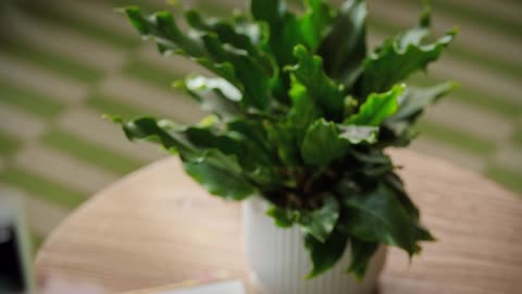 Stop killing your plants, get Leaflet
