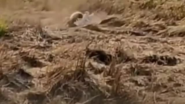 The little rabbit did not escape the eagle after all,