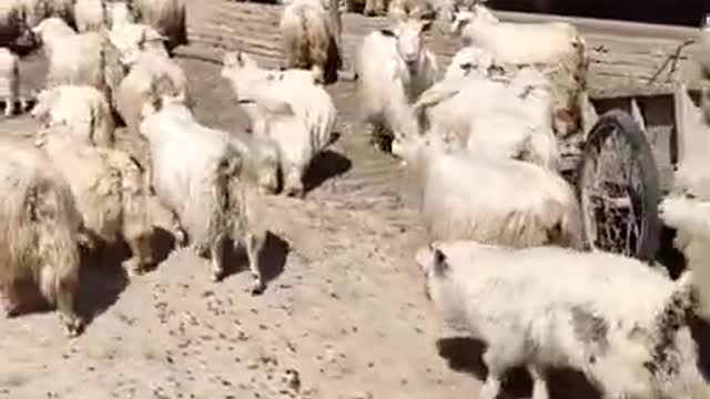 Lovely and funny animals 2021 Goat is a lovely pet 22