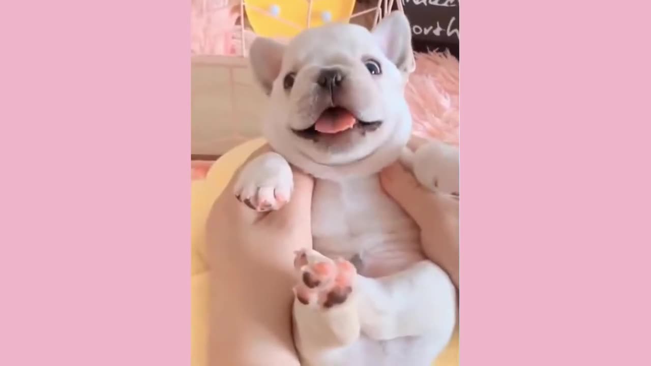 MOST VIRAL pets video Cute and funny pets videos.