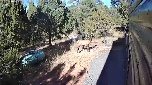 Elk 10-25-21