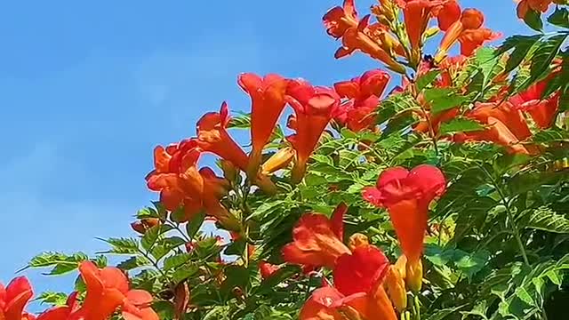 Blue sky, bright flowers