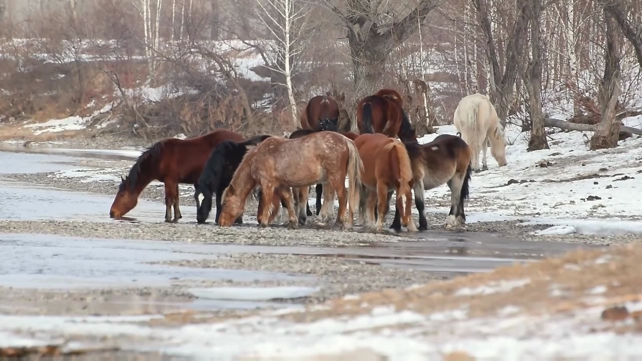 Beautiful Nature Video and Music HD | HD Horses Video | Relaxing Nature Video