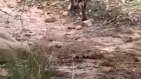 Tiger killed dog at zone 2 Ranthambore National Park, Tiger attack dog #Shorts