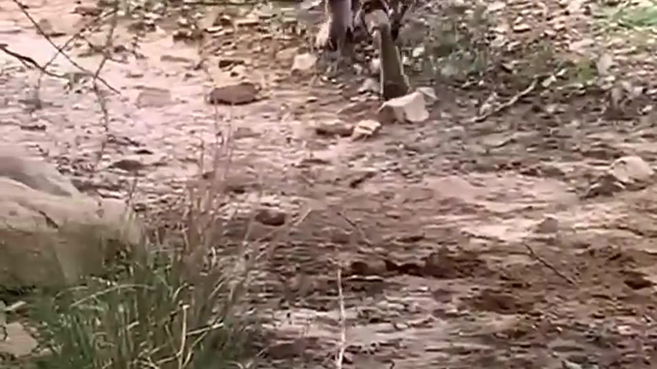 Tiger killed dog at zone 2 Ranthambore National Park, Tiger attack dog #Shorts