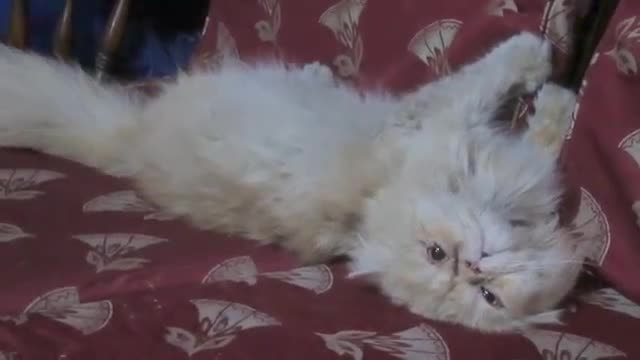 Persian Cat Sleeping Time