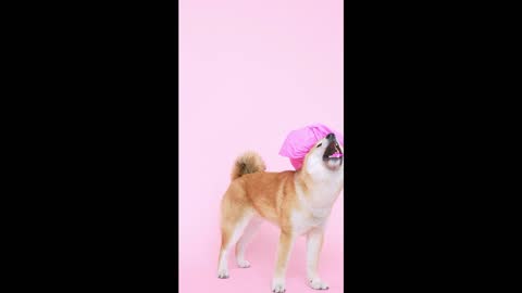 Cute dog with a shower cap and biting a toothbrush