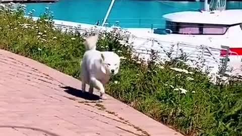 Funny video | Try Not To Laugh