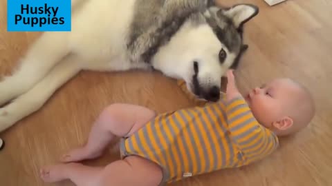 Adorable Babies Playing With Dogs l Funny Babies Compilation 2022#@32