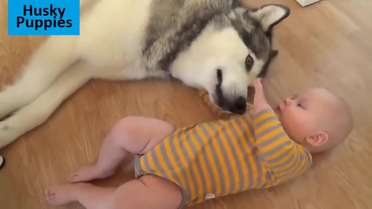 Adorable Babies Playing With Dogs l Funny Babies Compilation 2022#@32