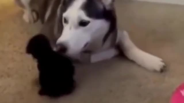 Cute Pomeranian Puppy Videos 😽| Funny Baby Dog Videos 😈| Adorable Pets Videos |
