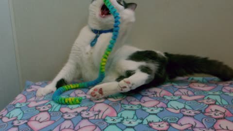 Slow Motion Kitten Playing with Rope Toy