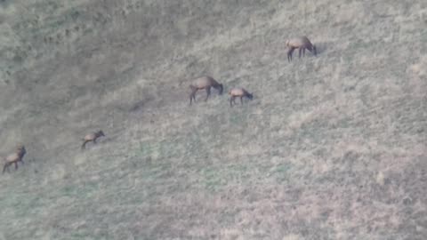 Elk on ridge, 1.6 miles away