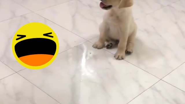 Labrador_Puppy_Training 😁 🐶 dogs animals powerful motivation video English