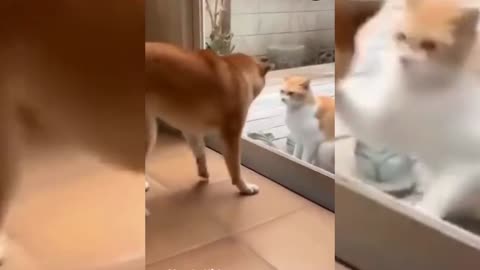 🤣🐱Cats vs dogs 🐶very funny😂|| don´t laugh competition ||#shorts