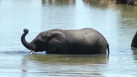 Elephant video