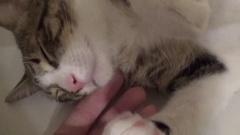 Affectionate Little Cat