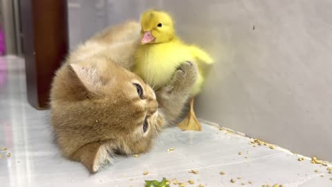 Cute kitten invites ducklings to play together