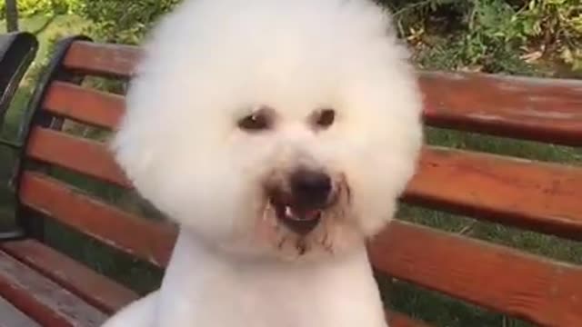 # Cute And Funny Puppies Love Puppies###