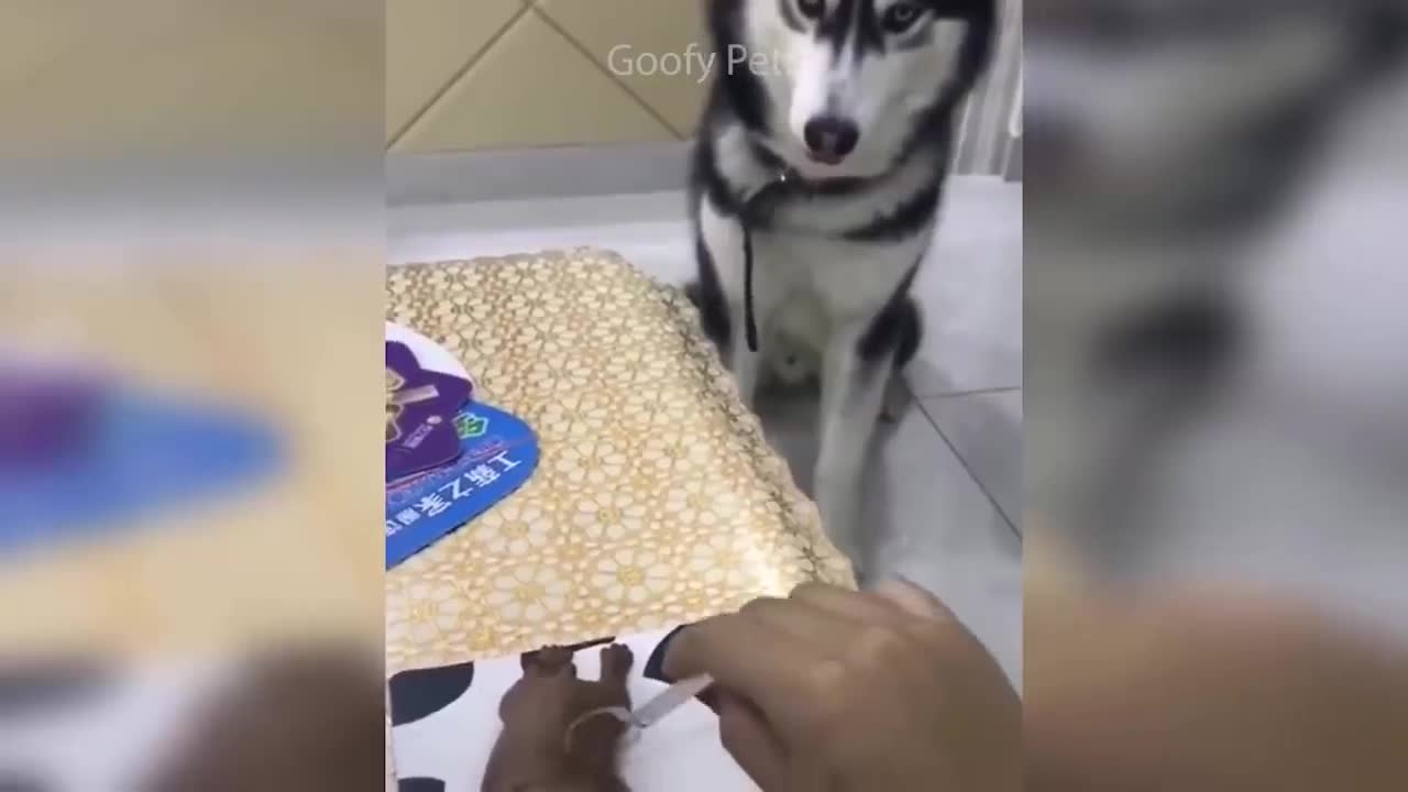 Funny reflection of the dog when cutting the cake