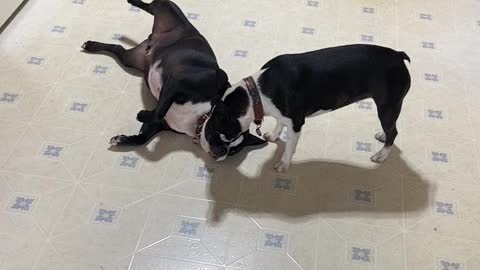 Boston Terriers, kids will be kids