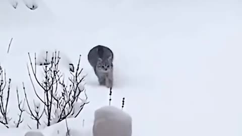 Cats playing with snow 😍