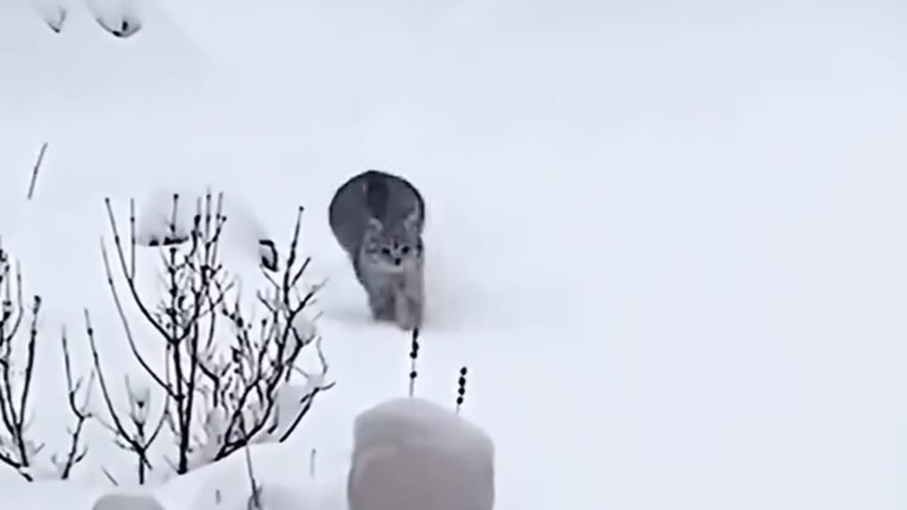 Cats playing with snow 😍