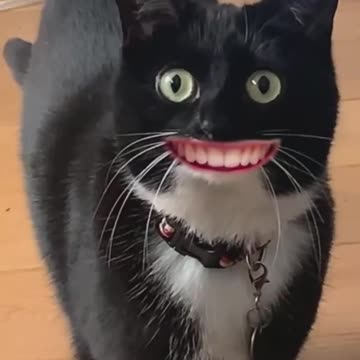 Cats 🐈‍⬛ 🐈 🤣