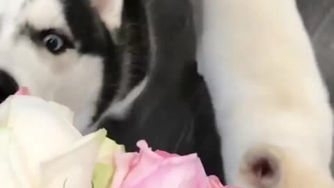 This dog really likes flowers